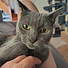 Ziggy participe au concours pour gagner de l'argent avec cette photo : cat, gray_cat, close_up, portrait, feline, green_eyes, yellow_eyes, whiskers, ears, fur, nose, indoor, home, pet, hand, petting, couch, sitting, serious, photography