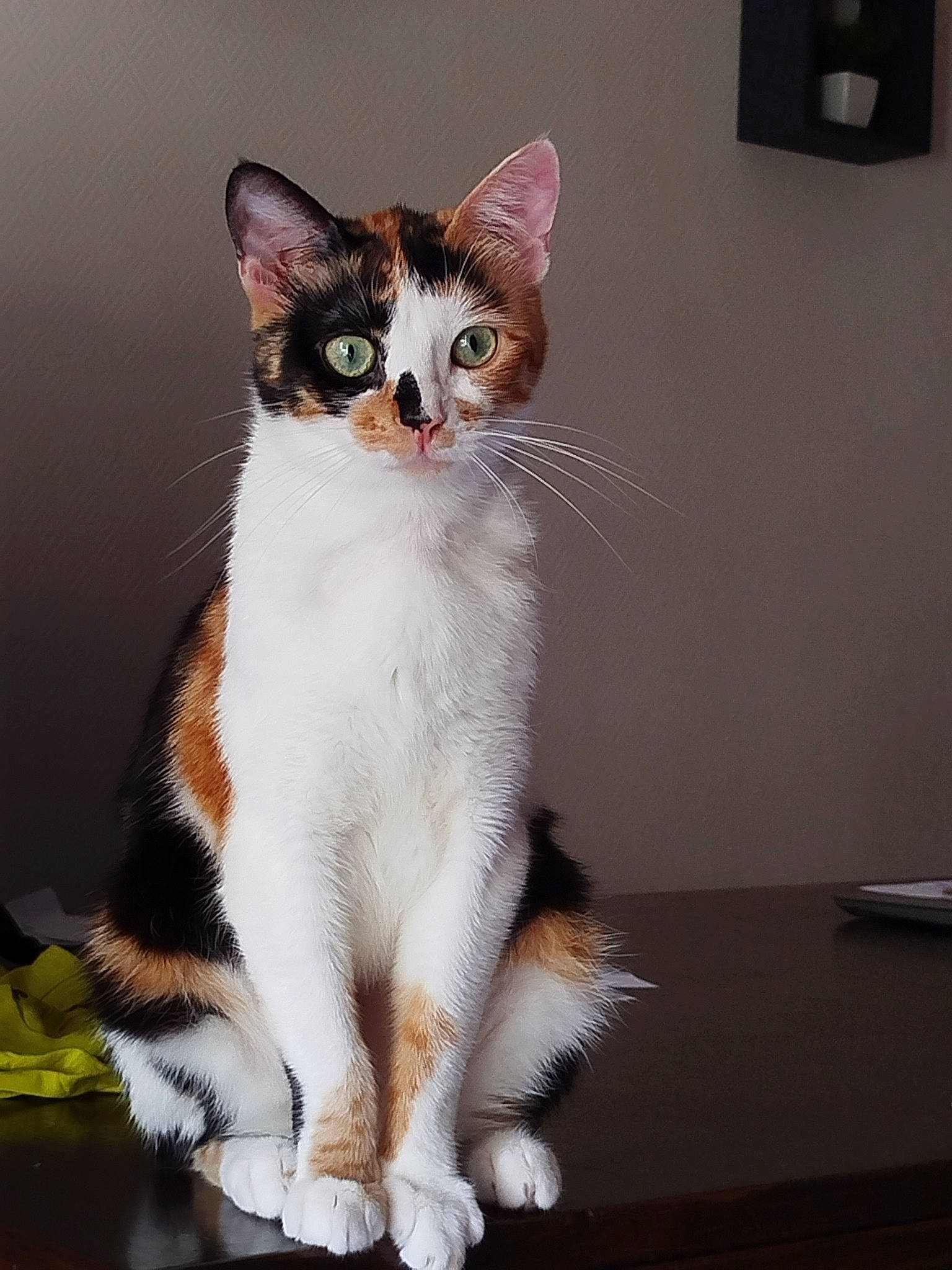 Kaya participe au concours pour gagner de l'argent avec cette photo : balance, carnivore, cat, felidae, foot, fur, paw, picture_frame, sitting, small_to_medium_sized_cats, snout, tail, terrestrial_animal, whiskers