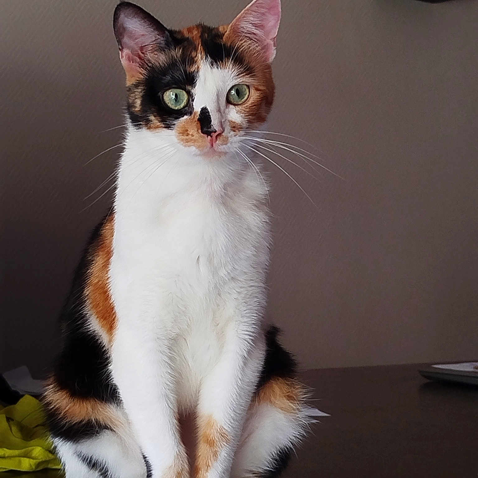 Kaya