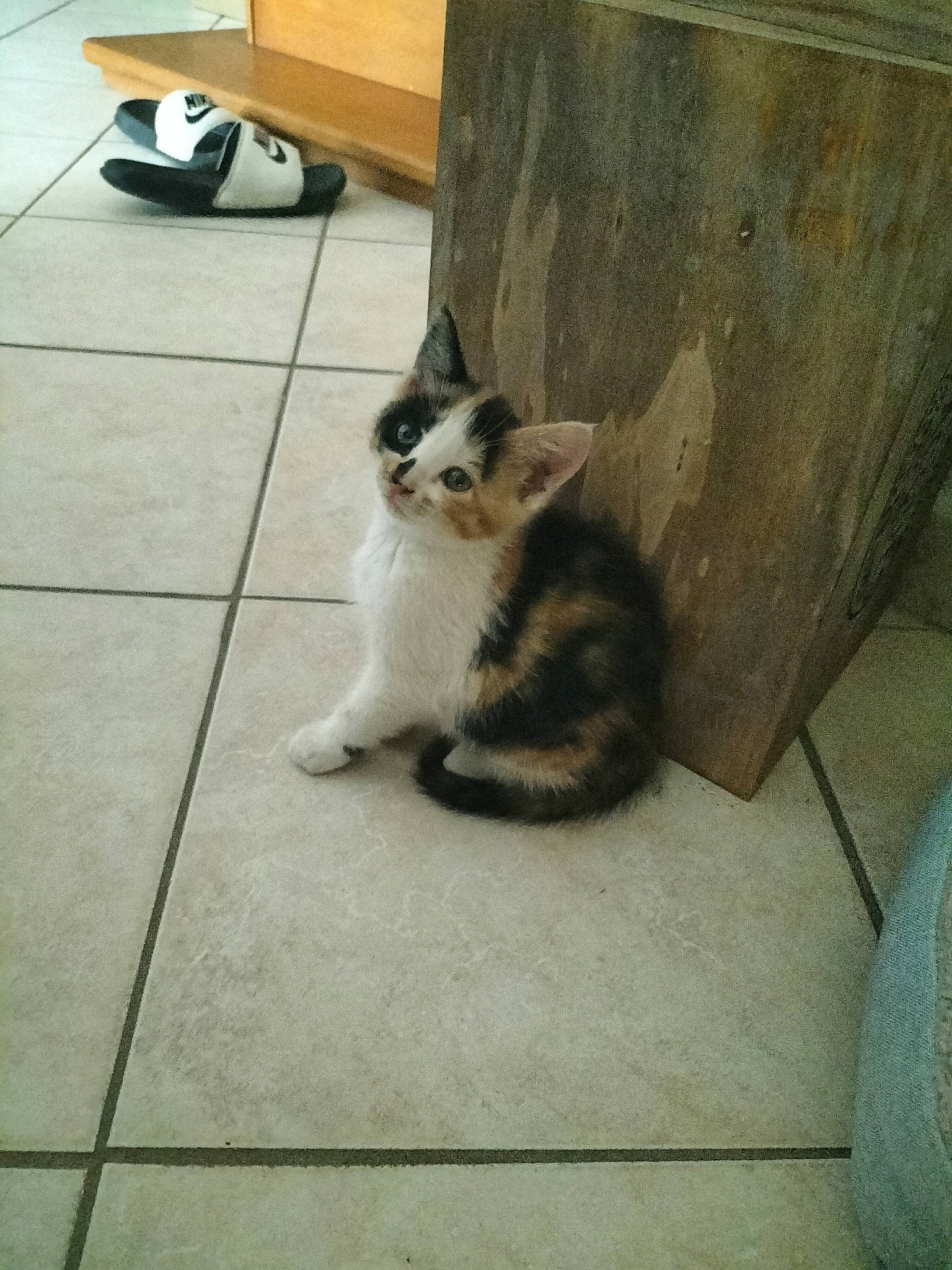 Kaya a rejoint le concours — aidez-le/la à gagner de superbes lots ! carnivore, cat, comfort, domestic_short_haired_cat, felidae, floor, flooring, foot, grey, hardwood, human_leg, paw, road_surface, small_to_medium_sized_cats, snout, tail, tire, wheel, whiskers, wood