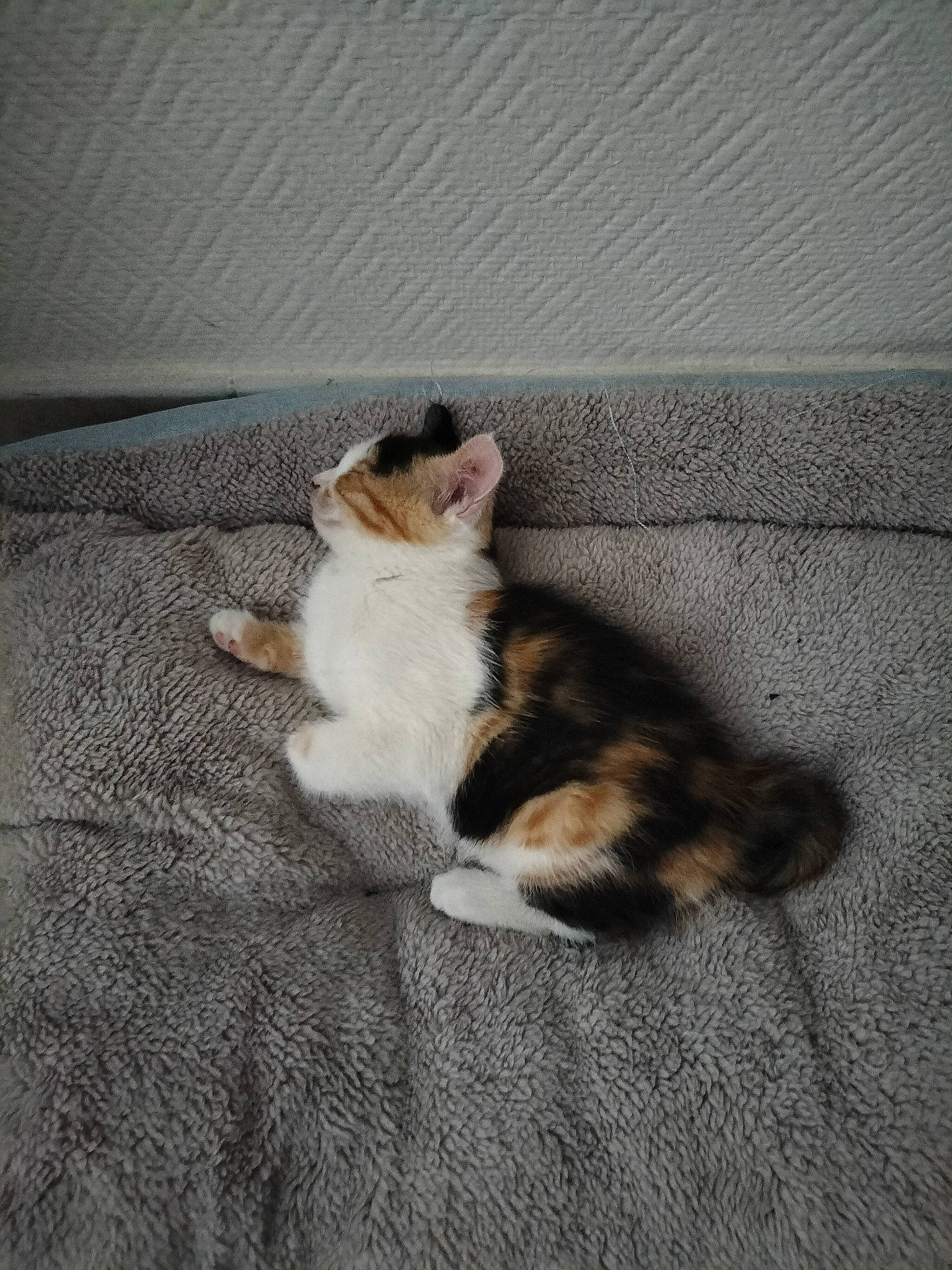 Kaya a rejoint le concours — aidez-le/la à gagner de superbes lots ! carnivore, cat, claw, comfort, companion_dog, domestic_short_haired_cat, fawn, felidae, floor, flooring, foot, fur, grey, hardwood, human_leg, paw, small_to_medium_sized_cats, tail, whiskers, wood