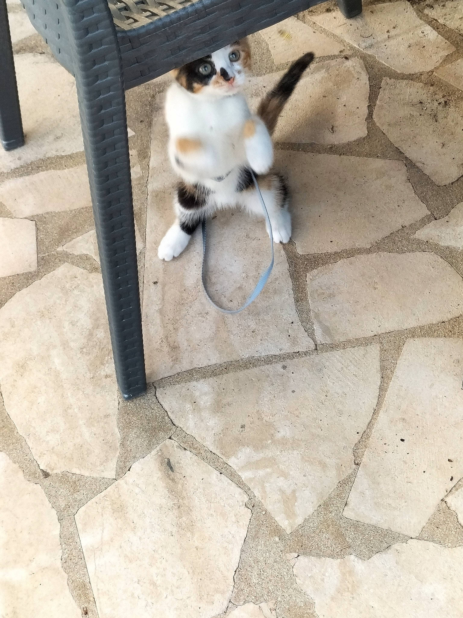 Kaya participe au concours pour gagner de l'argent avec cette photo : carnivore, cat, comfort, companion_dog, concrete, dog_breed, domestic_short_haired_cat, fawn, felidae, flagstone, flooring, fur, outdoor_furniture, road_surface, shadow, sitting, small_to_medium_sized_cats, tail, whiskers, wood