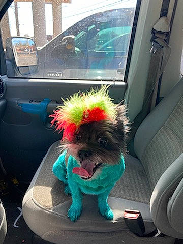 Heidi joined the competition — help win amazing prizes! auto_part, automotive_exterior, automotive_mirror, car, car_seat, carnivore, companion_dog, dog, dog_breed, dog_supply, family_car, liver, motor_vehicle, sporting_group, toy_dog, vehicle, vehicle_door, window, windshield, working_animal