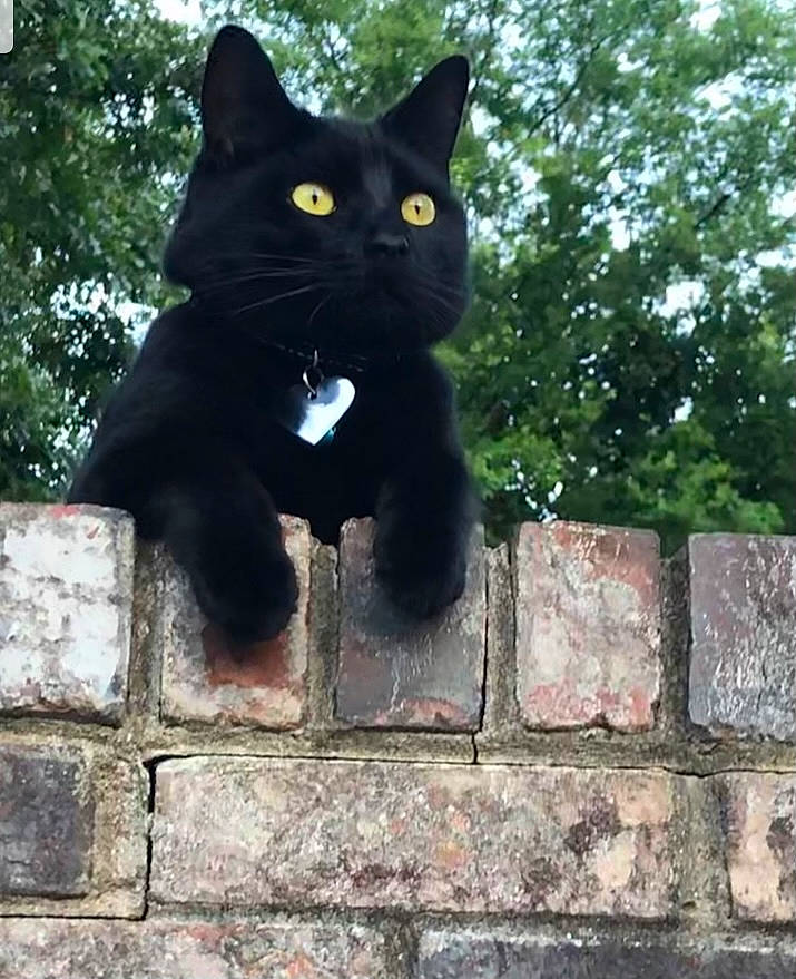 Kikiboo is registered to the contest to win money with this photo: angora, animal, architecture, blackcat, brick, building, cat, egyptiancat, kitten, manx, nature, outdoors, pet, rock, slate, stonewall, wall, yard
