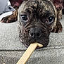 dog, french_bulldog, brindle, pet, close_up, toy, chewing, cushion, indoor, ears, nose, face, animal, playful, cute, texture, expression, resting, paw, home