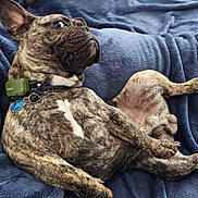 Gizmo joined the competition — help win amazing prizes! dog, french_bulldog, brindle, pet, lying_down, blanket, blue_blanket, collar, indoor, floor, paw, fur, alert, cute, animal, resting, canine, cozy, relaxed, companion