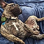 dog, french_bulldog, brindle, pet, lying_down, blanket, blue_blanket, collar, indoor, floor, paw, fur, alert, cute, animal, resting, canine, cozy, relaxed, companion