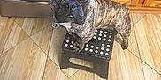 Gizmo joined the competition — help win amazing prizes! dog, french_bulldog, brindle, pet, indoor, kitchen, step_stool, floor, tile, cabinet, wood, ears, curious, looking_up, animal, mammal, domestic, companion, cute, standing