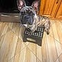dog, french_bulldog, brindle, pet, indoor, kitchen, step_stool, floor, tile, cabinet, wood, ears, curious, looking_up, animal, mammal, domestic, companion, cute, standing