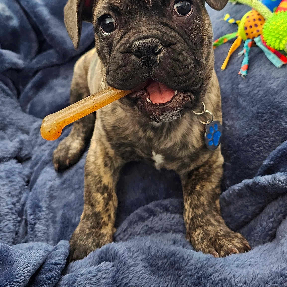 Gizmo