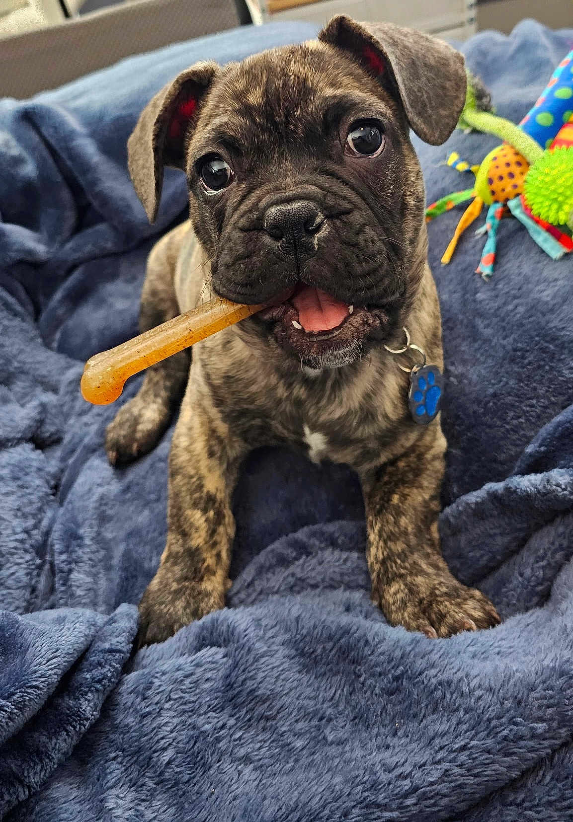 Gizmo