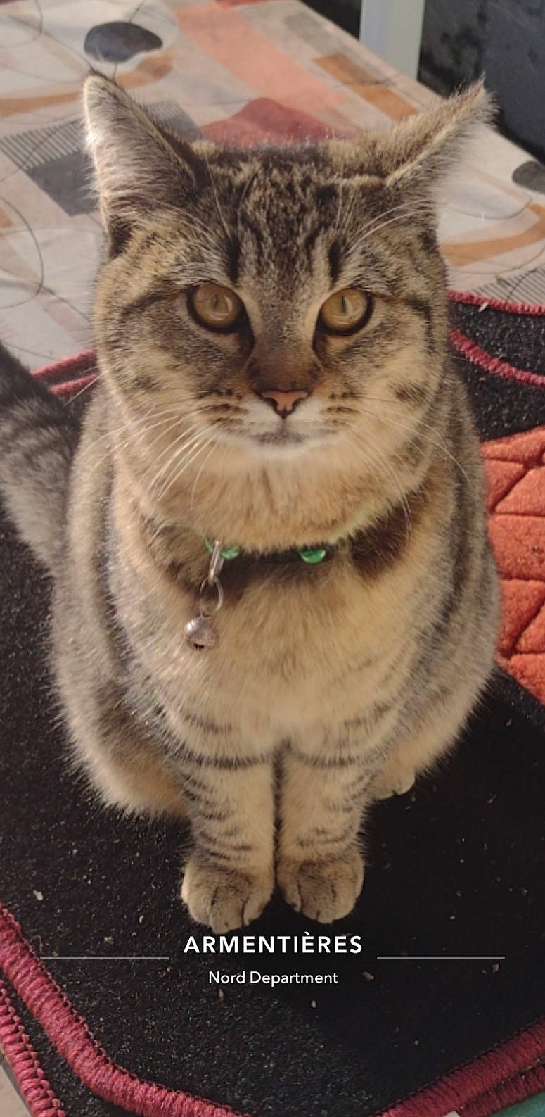 Mimie participe au concours pour gagner de l'argent avec cette photo : carnivore, cat, claw, domestic_short_haired_cat, felidae, fur, paw, small_to_medium_sized_cats, snout, tail, terrestrial_animal, whiskers, wildlife, winter