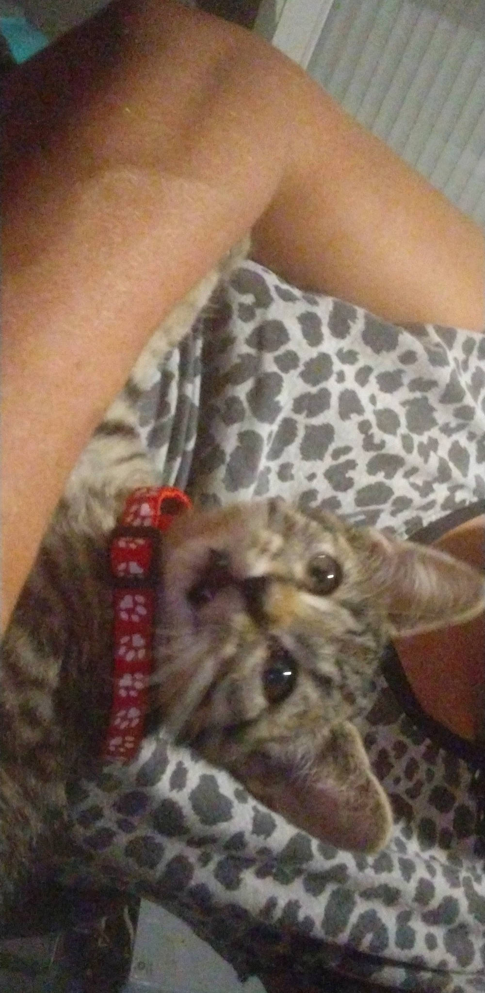 Mimie participe au concours pour gagner de l'argent avec cette photo : big_cats, comfort, elbow, fawn, felidae, flesh, fur, giraffe, giraffidae, leopard, nail, pattern, sleeve, small_to_medium_sized_cats, terrestrial_animal, whiskers, wildlife, wrist