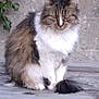Pépère a rejoint le concours — aidez-le/la à gagner de superbes lots ! cat, fluffy, sitting, wooden_surface, concrete_wall, ivy, outdoor, fur, animal, pet, serious_expression, tabby, white_fur, brown_fur, tail, ears, whiskers, nature, daylight, closeup