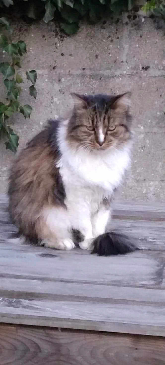 Pépère a rejoint le concours — aidez-le/la à gagner de superbes lots ! cat, fluffy, sitting, wooden_surface, concrete_wall, ivy, outdoor, fur, animal, pet, serious_expression, tabby, white_fur, brown_fur, tail, ears, whiskers, nature, daylight, closeup