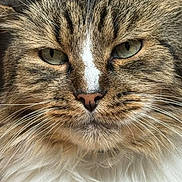 Pépère participe au concours pour gagner de l'argent avec cette photo : cat, tabby, close_up, fur, whiskers, green_eyes, face, pet, animal, fluffy, domestic_cat, mammal, portrait, cute, feline, indoor, soft, whisker, nose, expression