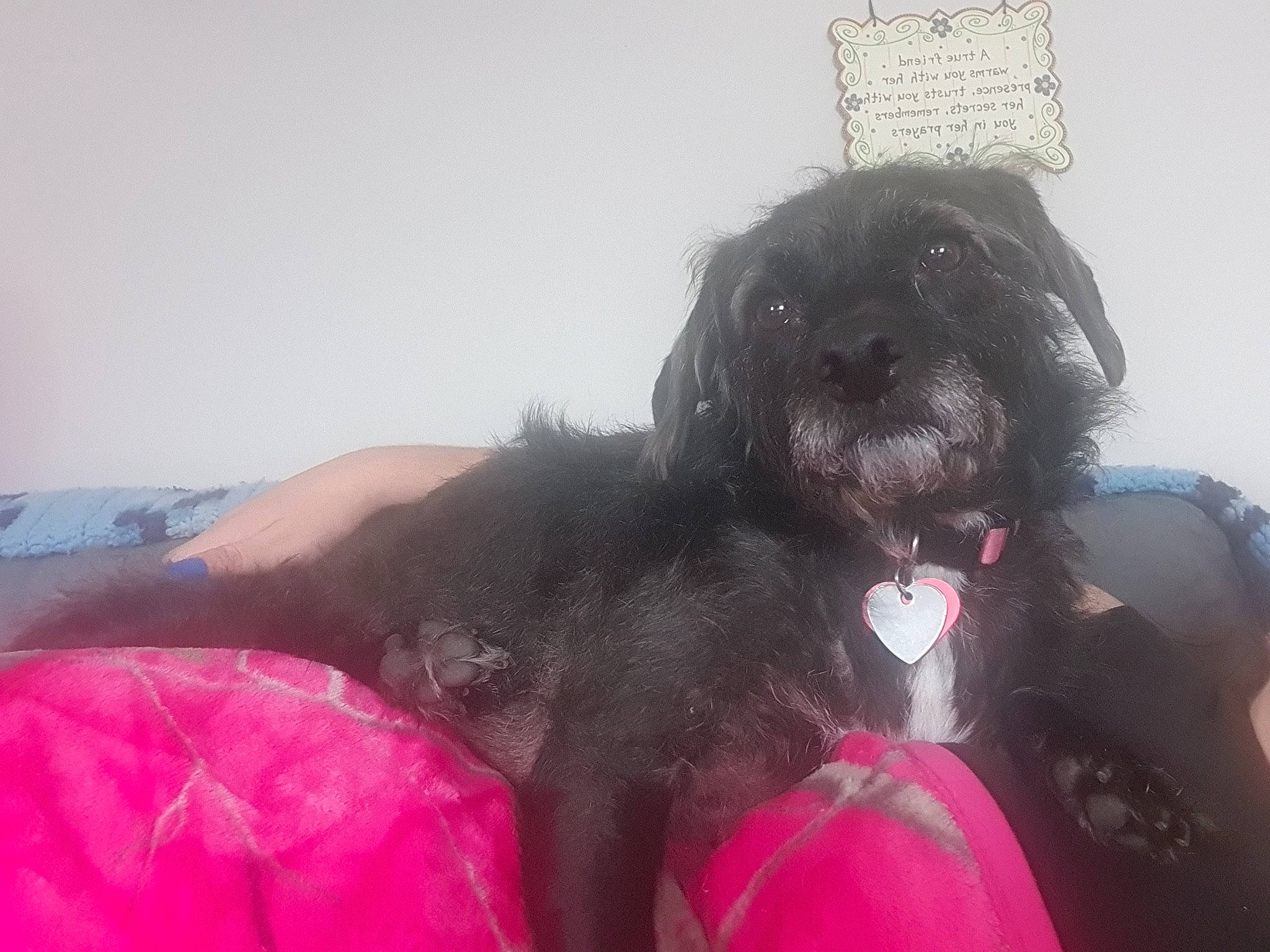 Daisy joined the competition — help win amazing prizes! canidae, carnivore, companion_dog, dog, dog_breed, dog_collar, dog_supply, fawn, fur, liver, magenta, paw, puppy_love, small_terrier, snout, sporting_group, tail, terrier, toy_dog, working_animal