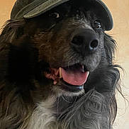 Singha a rejoint le concours — aidez-le/la à gagner de superbes lots ! animal, ball, baseballcap, bodypart, canine, cap, clothing, cockerspaniel, dog, face, hat, head, hound, mouth, person, pet, photography, portrait, puppy, sport