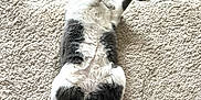 Miss Daisy is registered to the contest to win money with this photo: animal, black_and_white, carpet, cat, cozy, cute, domestic, feline, floor, fur, indoor, lying_down, pet, playful, relaxed, resting, soft, sunlight, tail, whiskers