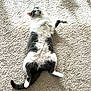 animal, black_and_white, carpet, cat, cozy, cute, domestic, feline, floor, fur, indoor, lying_down, pet, playful, relaxed, resting, soft, sunlight, tail, whiskers