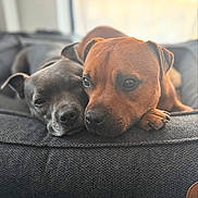 Thiora Et Yvar a rejoint le concours — aidez-le/la à gagner de superbes lots ! animal, bed, brown_dog, canine, closeup, companion, cozy, cute, dog, domestic_animal, friendship, fur, gray_dog, indoor, pet, portrait, relaxed, resting, snuggling, soft_light