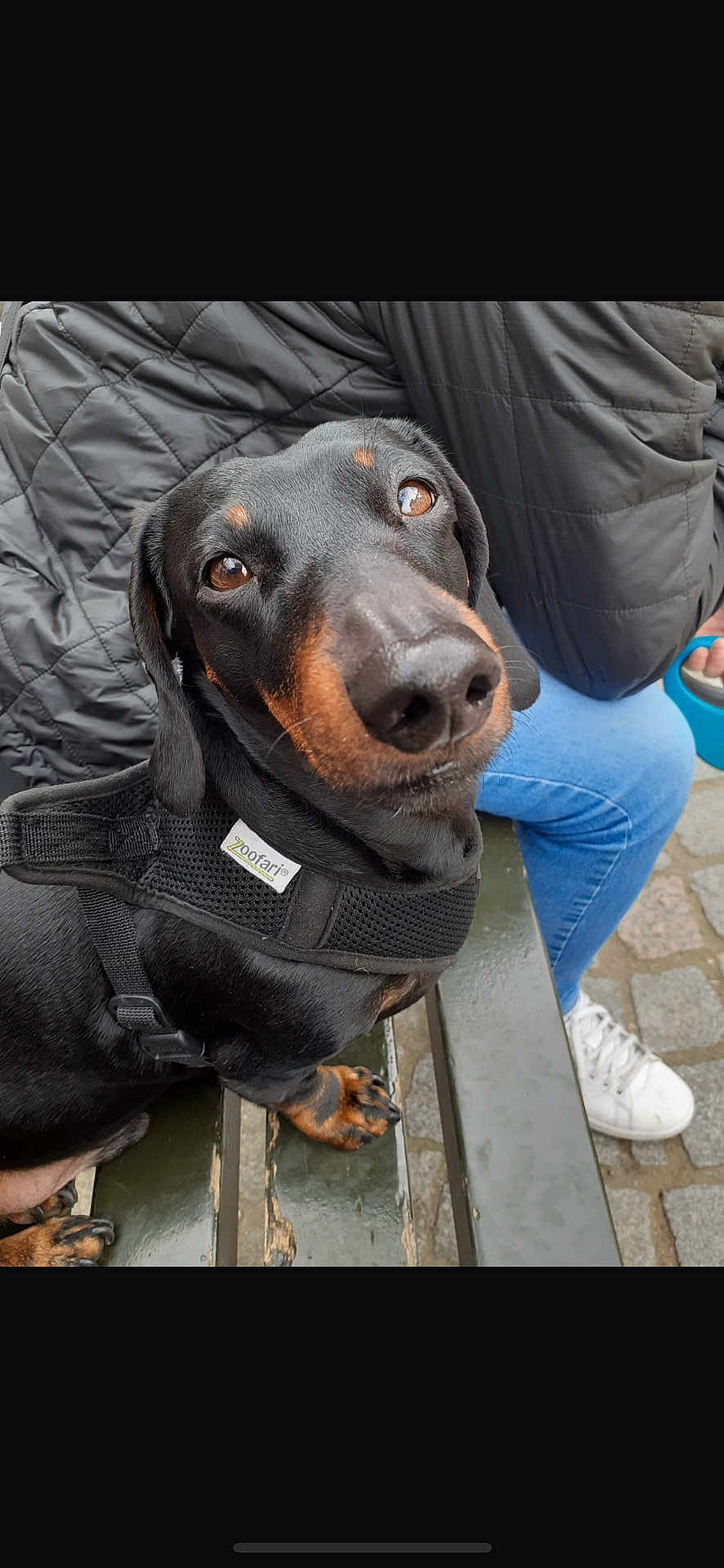 Elliott K a rejoint le concours — aidez-le/la à gagner de superbes lots ! animal, bench, black_dog, close_up, cobblestone, cute, dachshund, dog, fur, harness, jacket, jeans, leash, looking_up, outdoor, paw, person, pet, sitting, white_shoes