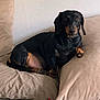Elliott K participe au concours pour gagner de l'argent avec cette photo : animal, black_and_tan, canine, companion, couch, cozy, cute, dachshund, dog, domestic, ears, fur, home, indoors, lying_down, pet, pillows, relaxed, resting, snout