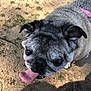 dog, pug, tongue_out, close_up, outdoor, dirt, grass, pet, animal, canine, happy, looking_up, fur, ears, snout, face, daylight, shadow, cute, companion