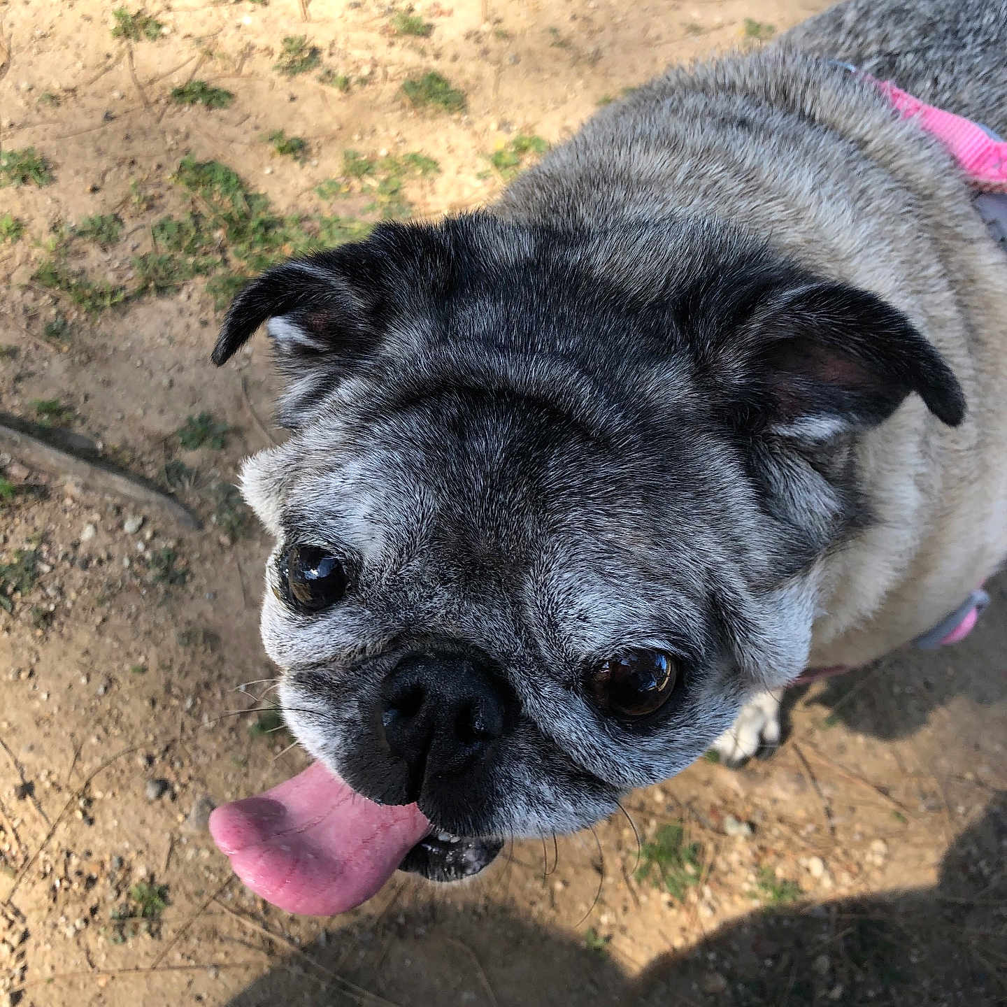 Ruby Tuesday is registered to the contest to win money with this photo: animal, canine, close_up, companion, cute, daylight, dirt, dog, ears, face, fur, grass, happy, looking_up, outdoor, pet, pug, shadow, snout, tongue_out