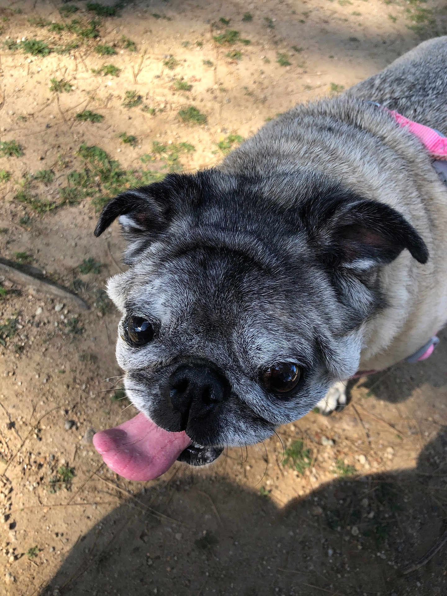 Ruby Tuesday is registered to the contest to win money with this photo: dog, pug, tongue_out, close_up, outdoor, dirt, grass, pet, animal, canine, happy, looking_up, fur, ears, snout, face, daylight, shadow, cute, companion