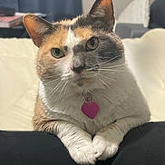 Gabby is registered to the contest to win money with this photo: animal, blurred_background, calico_cat, cat, collar, curious, cute, domestic_animal, ears, face, feline, fur, heart_tag, indoor, looking, paws, pet, resting, soft_lighting, whiskers