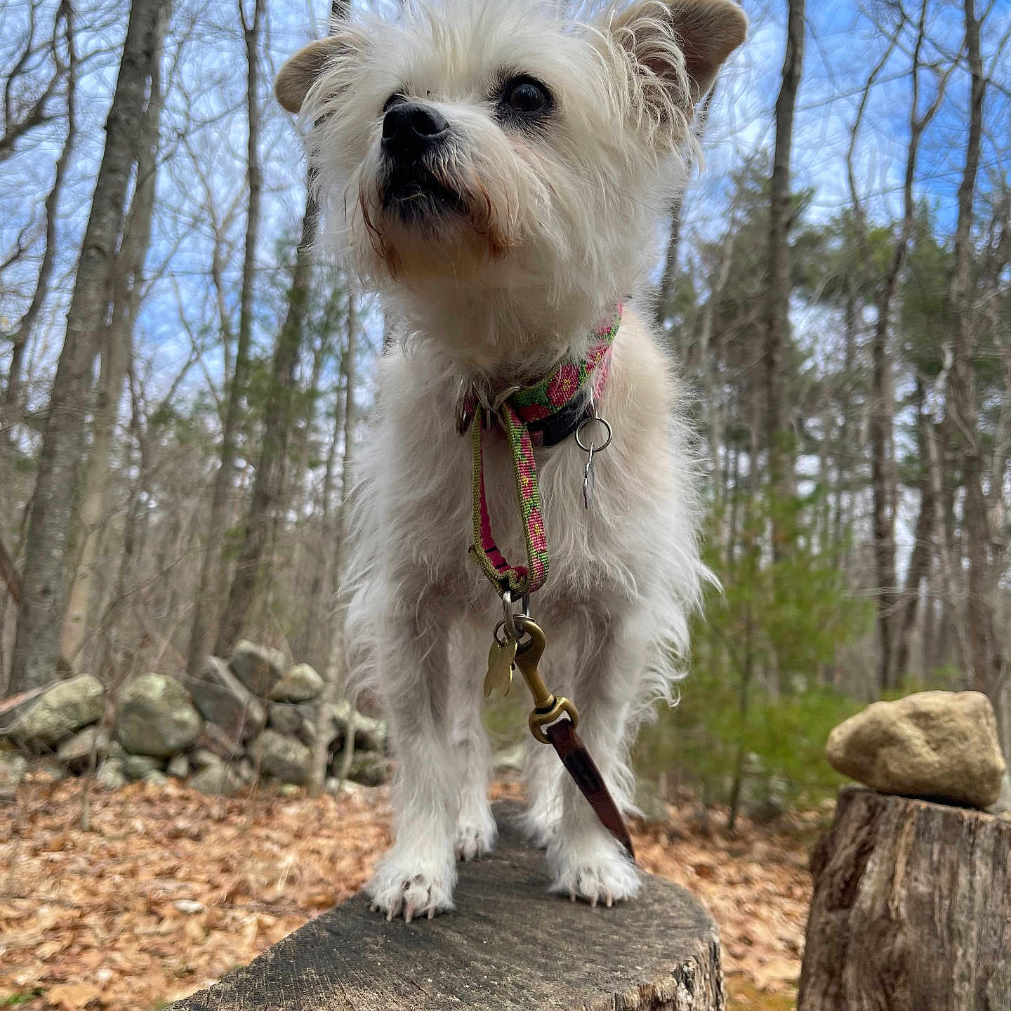 Rosie
