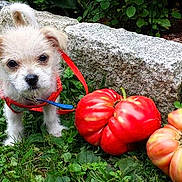 Rosie joined the competition — help win amazing prizes! animal, closeup, cute, dog, garden, grass, greenery, leaves, nature, outdoor, pet, plants, puppy, red_collar, small_dog, stone_border, summer, tomatoes, vegetables, young_dog