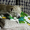 Rosie is registered to the contest to win money with this photo: animal, blanket, comfortable, couch, cozy, cute, dog, fabric, fur, fur_texture, home, indoor, nap, pattern, pet, relaxation, resting, sleeping, small_dog, texture