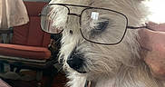 Rosie joined the competition — help win amazing prizes! animal, canine, close_up, companion, cozy, curtain, cute, dog, domestic, furniture, furry, glasses, hand, indoor, lamp, living_room, pet, portrait, seated, white_fur