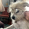 Rosie joined the competition — help win amazing prizes! animal, canine, close_up, companion, cozy, curtain, cute, dog, domestic, furniture, furry, glasses, hand, indoor, lamp, living_room, pet, portrait, seated, white_fur