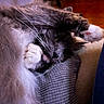 Kitty is registered to the contest to win money with this photo: animal, blanket, cat, closeup, cozy, cute, feline, fluffy, fur, gray, indoor, paw, pet, playful, relaxed, resting, soft, warm, whiskers, white