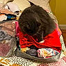 Kitty joined the competition — help win amazing prizes! animal, bed, cat, clothes, comfortable, cozy, domestic, fabric, feline, fur, furry, gray_cat, home, indoor, packed_suitcase, pet, quilt, resting, sleepy, yellow_wall