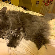 Kitty joined the competition — help win amazing prizes! animal, bed, blanket, cat, cozy, domestic_animal, feline, fluffy_fur, gray_cat, home, indoor, pet, pillow, relaxation, resting, sleepy, soft_fur, tail, whiskers, white_paws