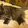 Kitty