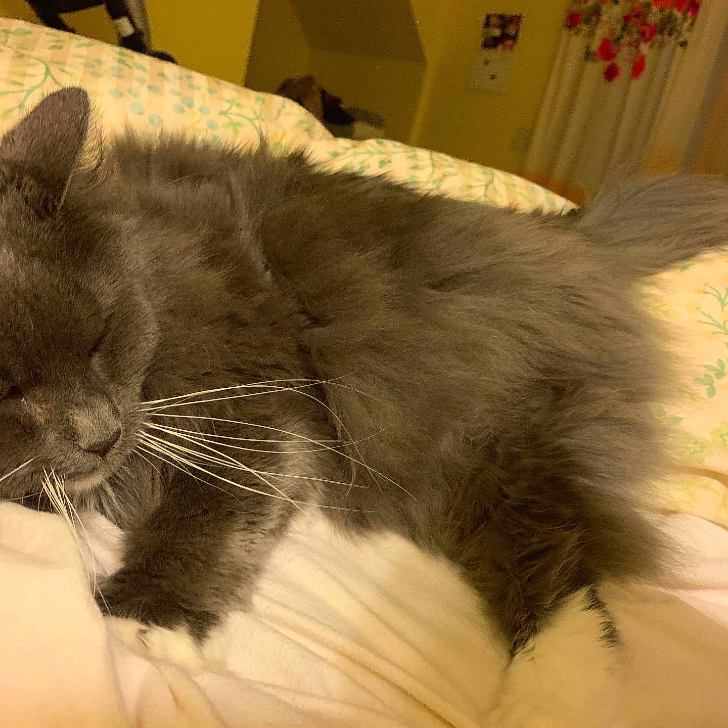 Kitty joined the competition — help win amazing prizes! animal, bed, blanket, cat, cozy, domestic_animal, feline, fluffy_fur, gray_cat, home, indoor, pet, pillow, relaxation, resting, sleepy, soft_fur, tail, whiskers, white_paws