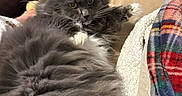 Kitty joined the competition — help win amazing prizes! animal, blanket, cat, comfort, couch, cozy, feline, fluffy, fur, gray, green_eyes, home, indoor, looking, paw, pet, plaid, relaxed, resting, white