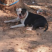 Wasabi joined the competition — help win amazing prizes! dog, black_and_white, outdoor, tree, dirt, sunlight, leaves, animal, pet, collar, relaxed, happy, nature, shade, resting, ground, canine, daylight, mammal, tongue_out