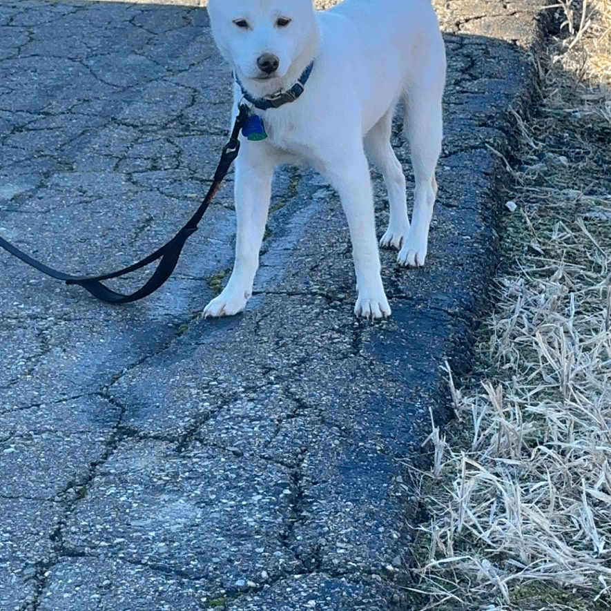 Koba