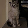 Aslan is registered to the contest to win money with this photo: kitten, cat, pet, feline, indoor, cat_tree, fur, blue_eyes, animal, young, cute, looking_up, whiskers, small, tabby, domestic, soft_light, cozy, sitting, quiet