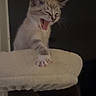 Aslan is registered to the contest to win money with this photo: kitten, cat, yawning, pet, feline, indoor, cozy, perch, paw, animal, cute, sleepy, domestic_cat, whiskers, claws, fur, mammal, resting, young_cat, night