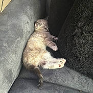 Aslan joined the competition — help win amazing prizes! kitten, sleeping, couch, gray, black_cushion, pet, fur, cozy, indoor, resting, small_animal, cute, paw, tail, relaxation, home, feline, nap, domestic_animal, soft