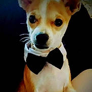 Oliver is registered to the contest to win money with this photo: dog, bow_tie, pet, animal, portrait, cute, indoor, brown_fur, white_fur, ears, face, snout, sitting, close_up, attentive, domestic_animal, companion, furry, small_dog, black_bow_tie