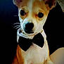 dog, bow_tie, pet, animal, portrait, cute, indoor, brown_fur, white_fur, ears, face, snout, sitting, close_up, attentive, domestic_animal, companion, furry, small_dog, black_bow_tie