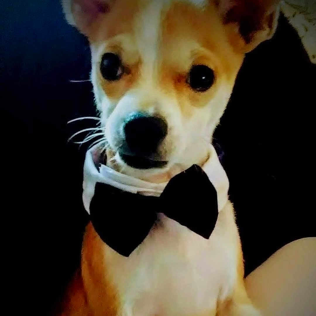 Oliver is registered to the contest to win money with this photo: animal, attentive, black_bow_tie, bow_tie, brown_fur, close_up, companion, cute, dog, domestic_animal, ears, face, furry, indoor, pet, portrait, sitting, small_dog, snout, white_fur